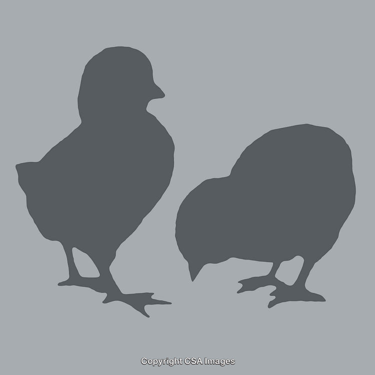 Two Silhouetted Chicks Standing Calmly in Artistic Profile View