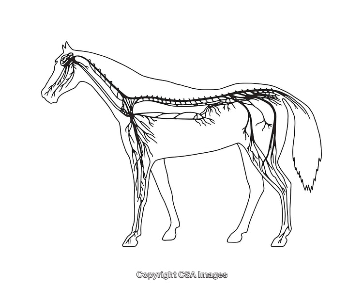 Detailed Black-and-White Diagram of a Horse's Nervous System Anatomy