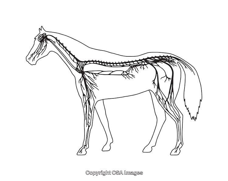 Detailed Black-and-White Diagram of a Horse's Nervous System Anatomy
