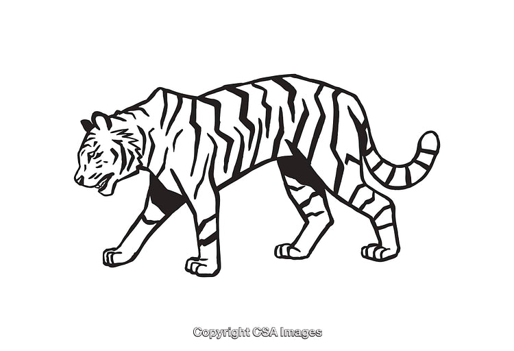 Black and White Line Art of a Tiger Walking Forward