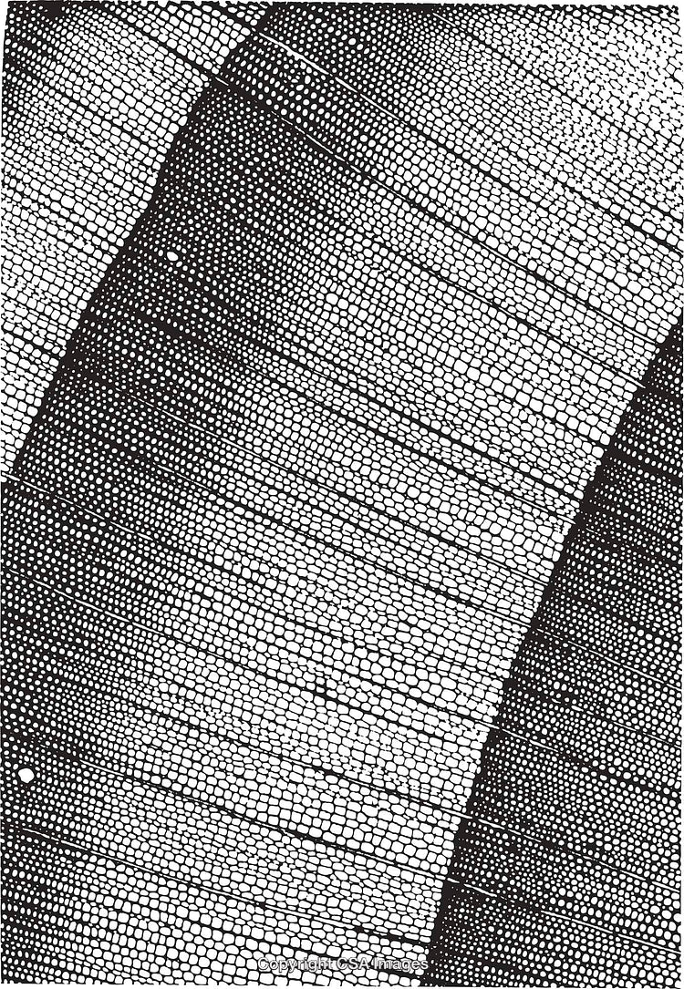 Abstract Black and White Cellular Style Pattern With Geometric Texture