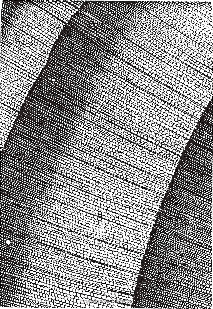 Abstract Black and White Cellular Style Pattern With Geometric Texture