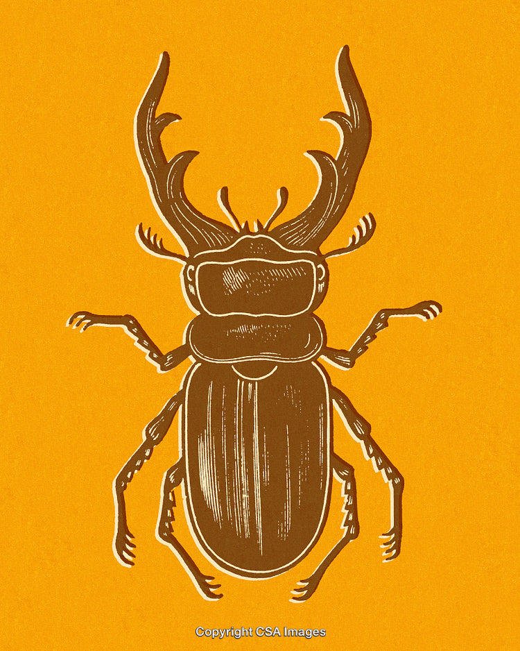 Vintage Style Artwork of a Stag Beetle on an Orange Background