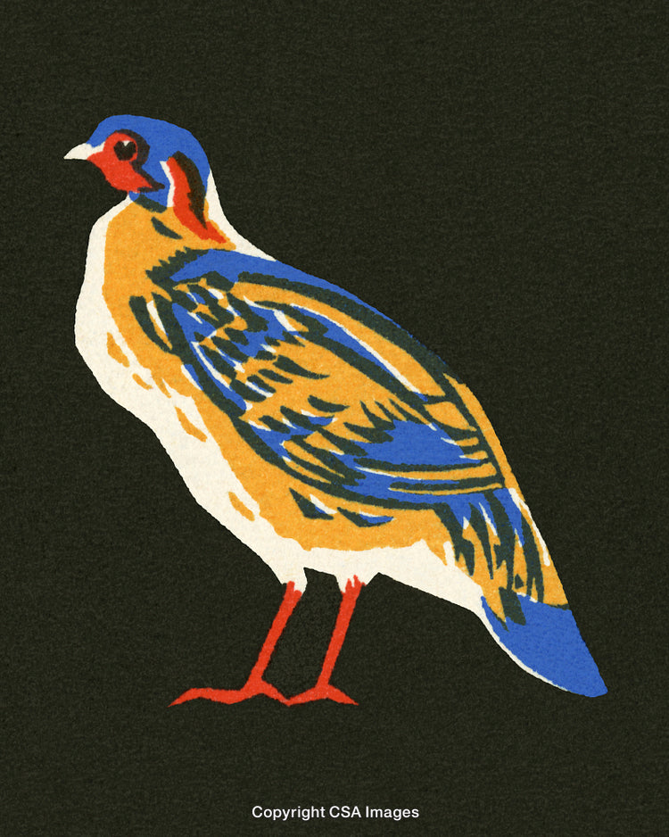 Colorful Artistic Illustration of a Bird on a Black Background
