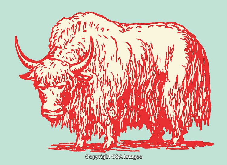Colorful Yak Illustration in Rustic Line Art Style on Green Background