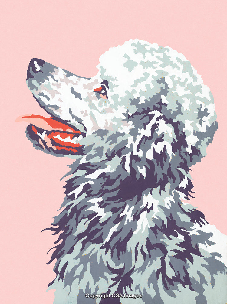 Colorful Paint By Number Illustration of a Poodle Dog on Pink Background