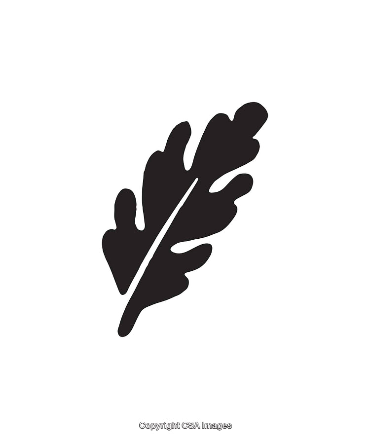 Black and White Silhouette of an Oak Leaf with Detailed Edges
