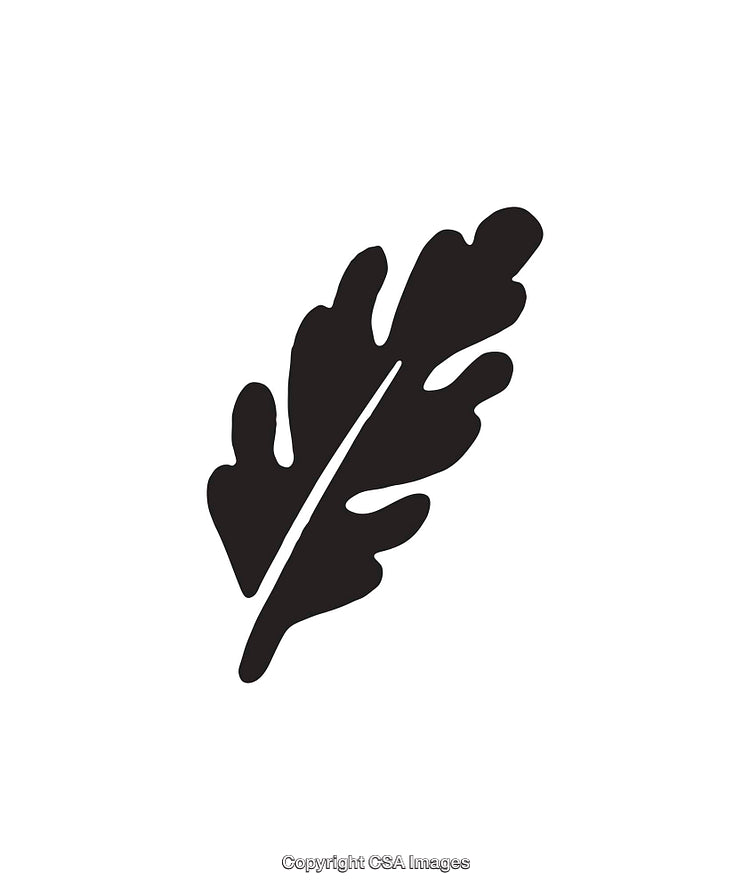 Black and White Silhouette of an Oak Leaf with Detailed Edges
