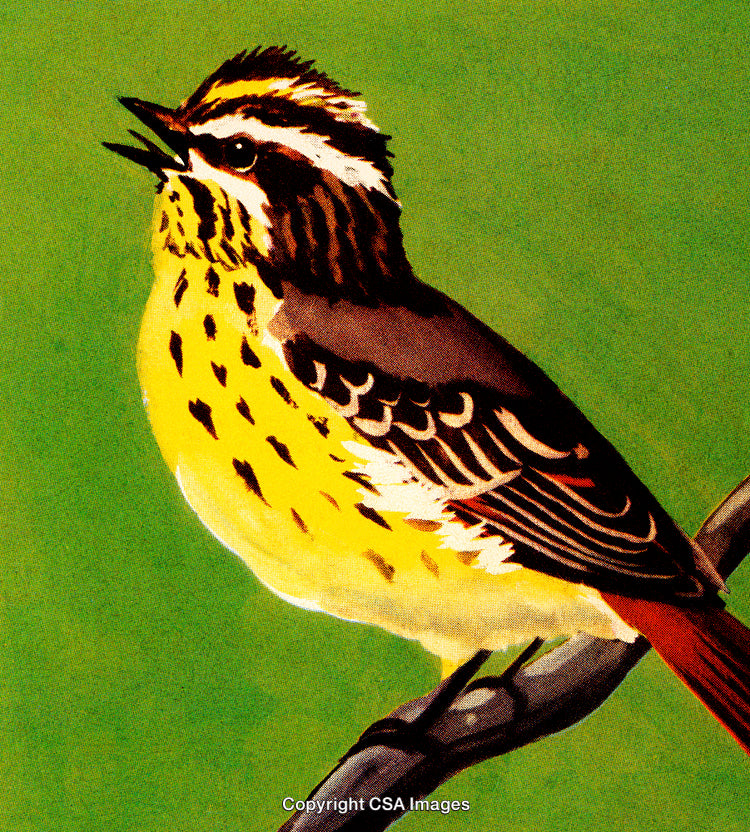 Brightly Colored Songbird on Branch Over Green Background