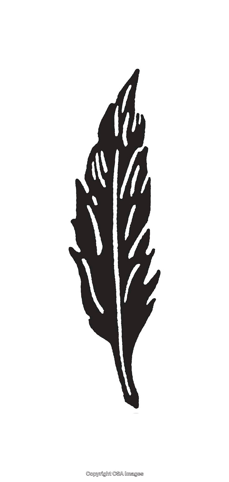 Black and White Artistic Illustration of a Feather in Minimalist Style