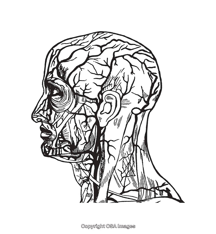 Detailed Line Illustration of Human Head with Nervous System Anatomy