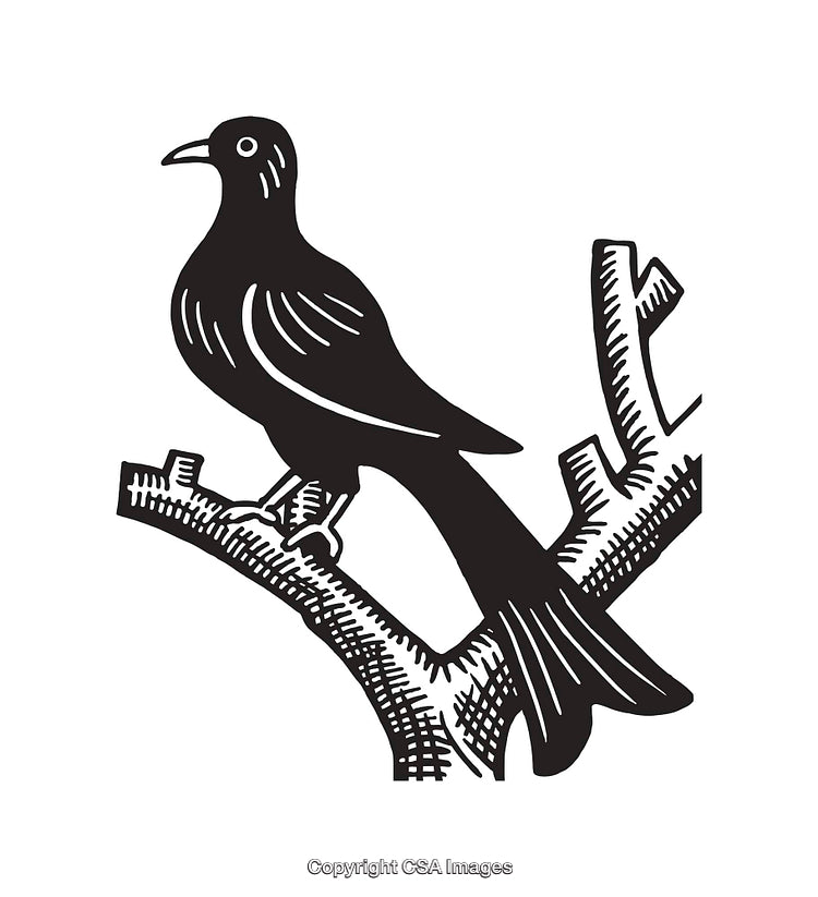 Illustration of a Bird Perched on a Branch in Black and White