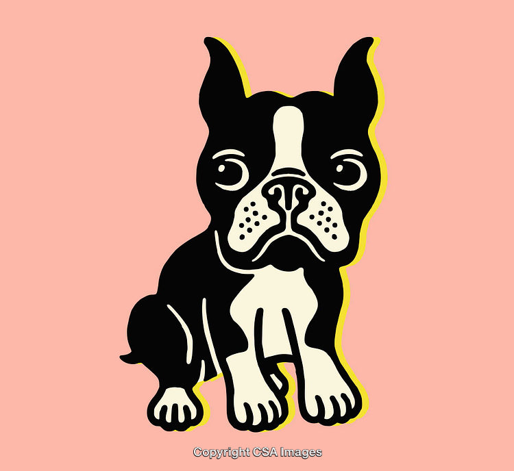 Charming Black and White Boston Terrier Drawing on Peach Pink Background