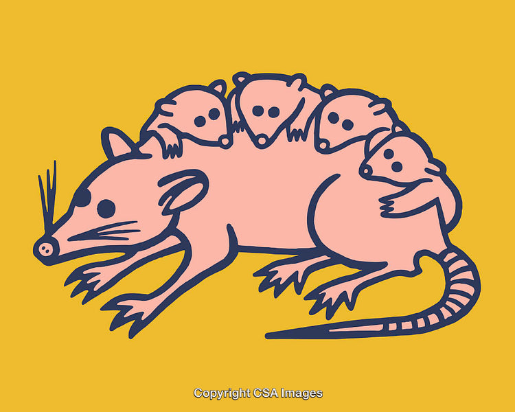 Illustration of a Mother Opossum with Her Young on a Yellow Background