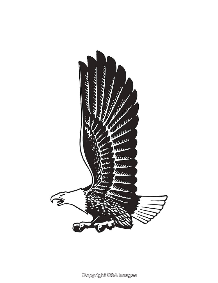 Black and White Line Art of Majestic Flying Eagle