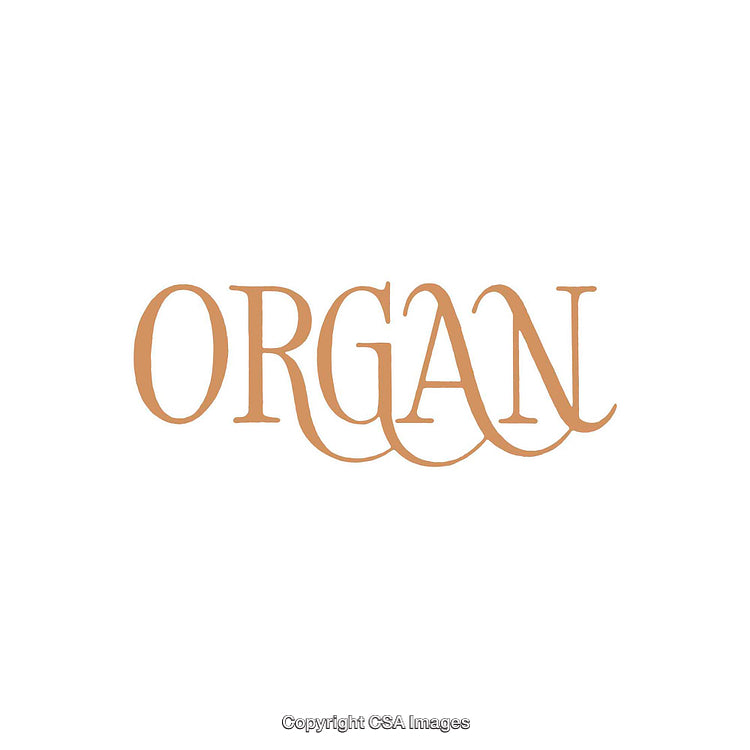 Elegant Typography Displaying the Word Organ in Artistic Styling