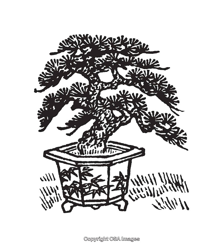 Detailed Black and White Line Art of a Bonsai Tree
