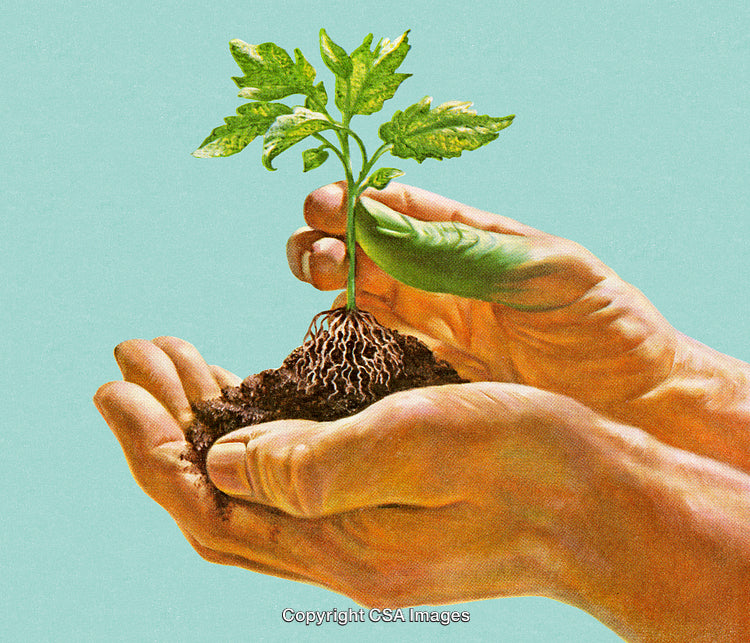 Hands Holding a Young Plant with Soil on a Bright Blue Background