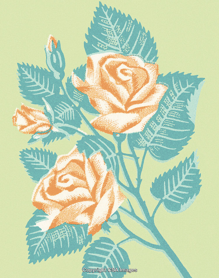 Illustrated Vintage Floral Composition of Roses and Leaves