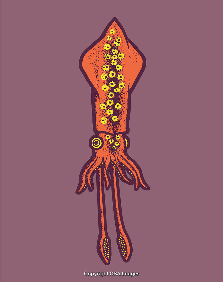 Vibrant Colorful Squid Illustration with Artistic Floral Patterns
