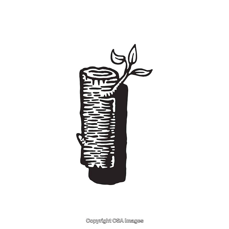 Detailed Hand-Drawn Illustration of a Wooden Log with Fresh Leaves