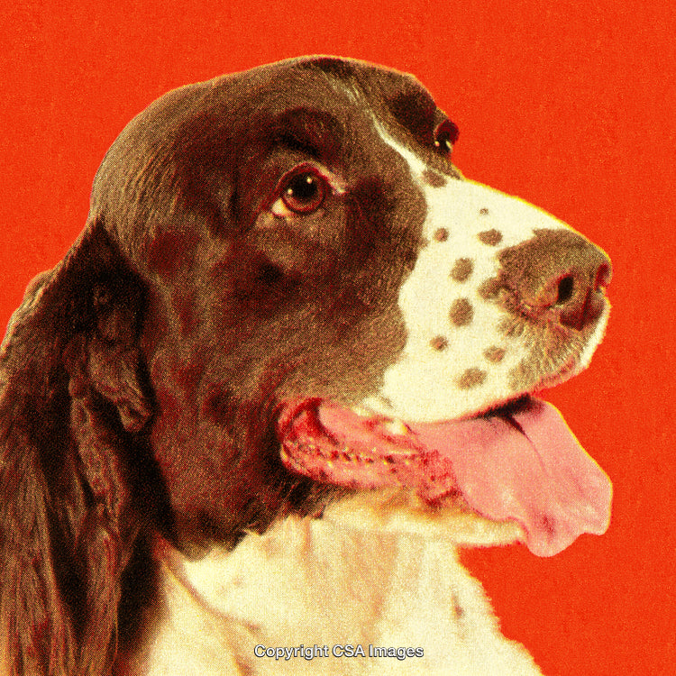 Colorful Portrait of a Dog With a Retro Vintage Aesthetic