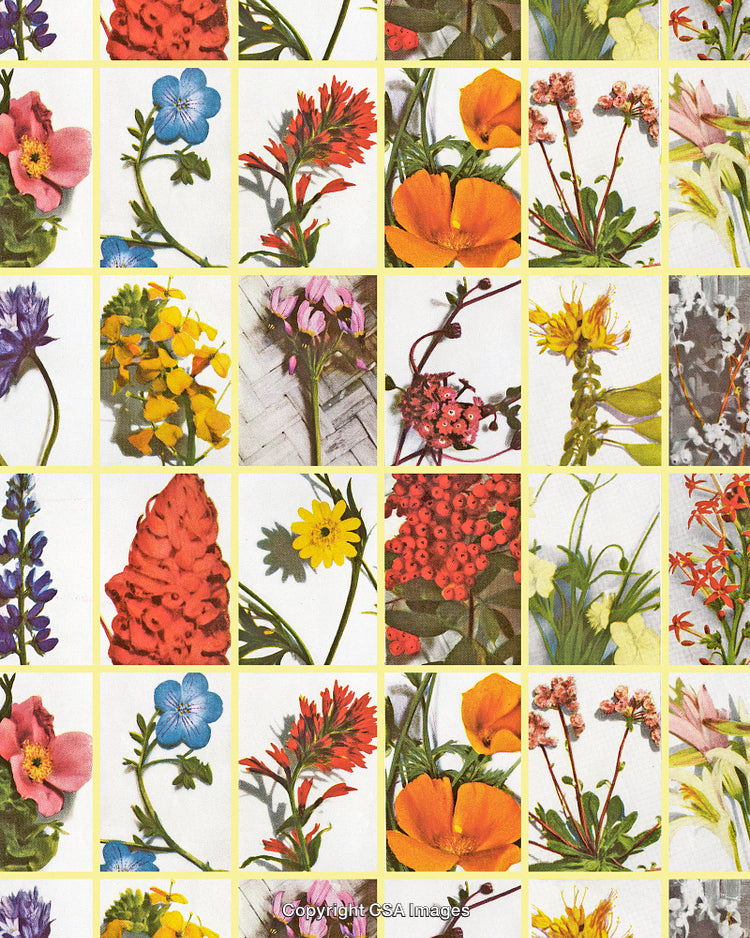 Flower Pattern
