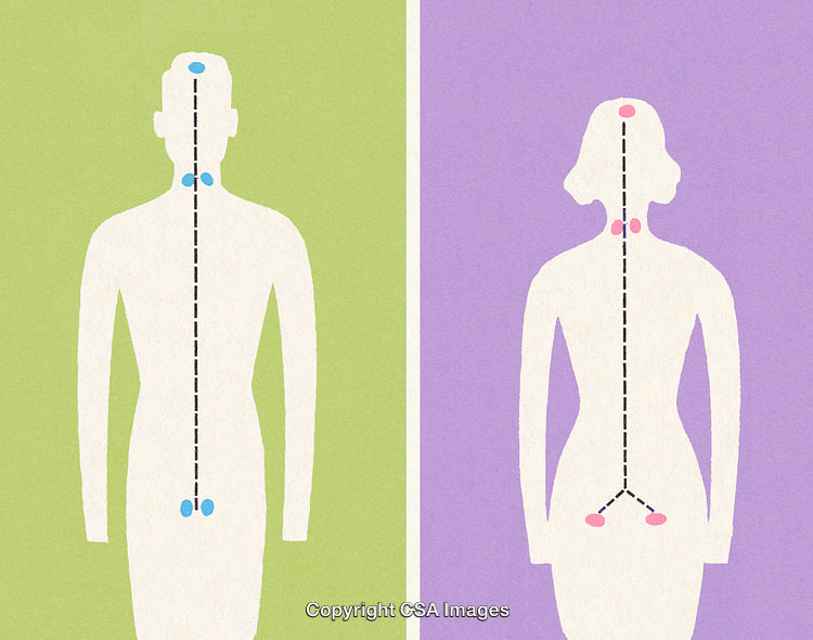 Comparative Diagram Highlighting Male and Female Endocrine Glands and Functions