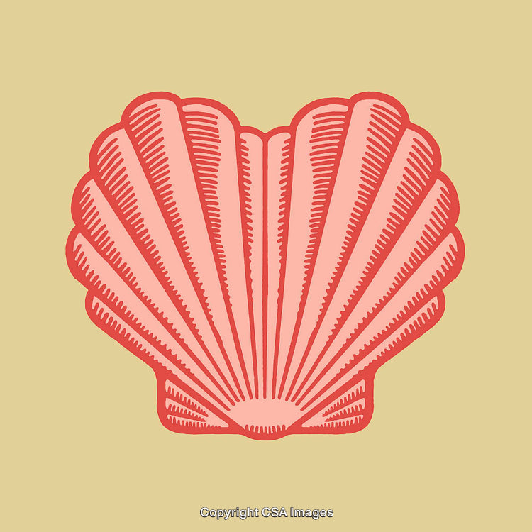 Vintage Line Art of a Decorative Scallop Seashell on Pastel Background