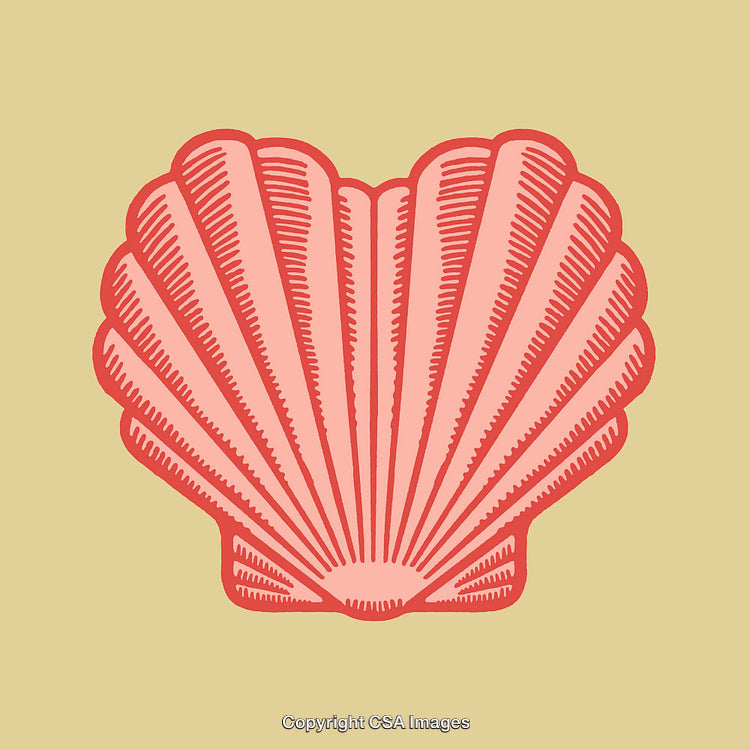 Vintage Line Art of a Decorative Scallop Seashell on Pastel Background