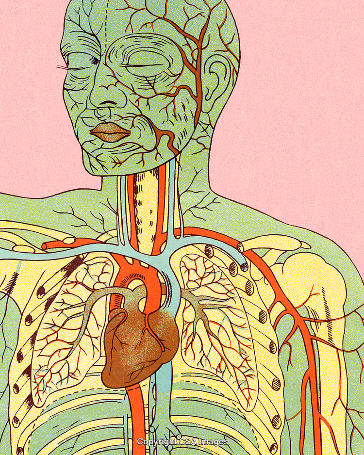 Detailed Illustration of Human Circulatory and Respiratory Systems