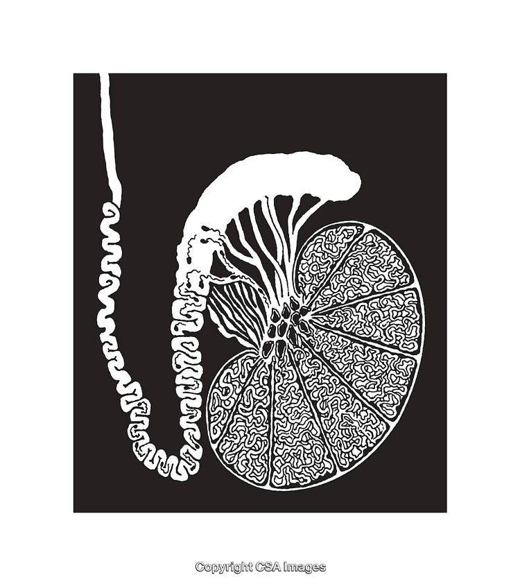 Detailed Black and White Line Art of Abstract Organic Shape