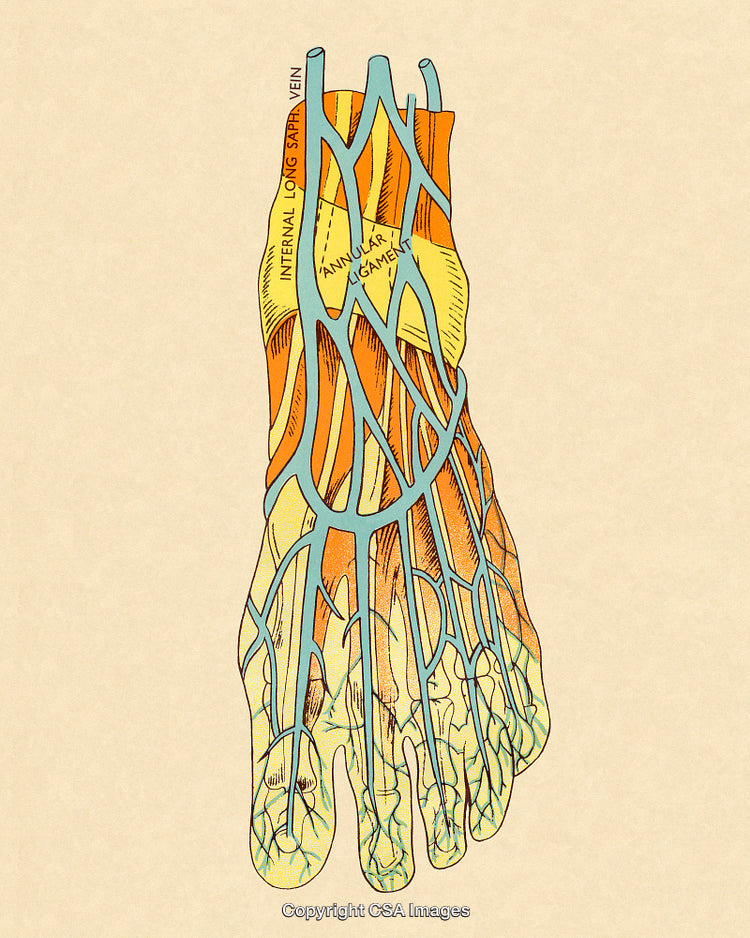 Illustration of Foot Veins and Ligaments with Anatomical Labels