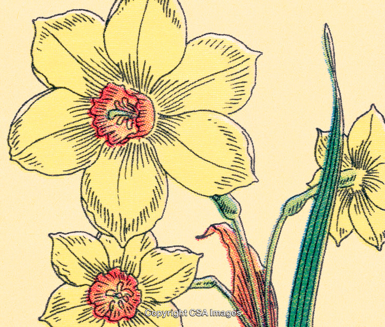 Vintage Illustration of Yellow Daffodils With Tender Details of Botanical Design