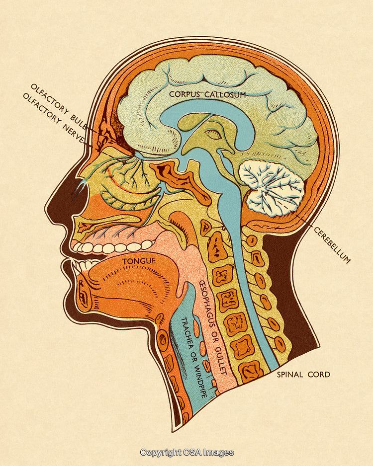 Detailed Vintage Anatomical Illustration of the Brain and Human Head Features