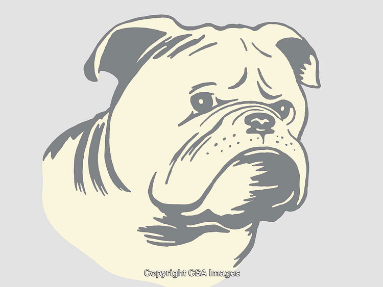 Detailed Illustration of a Bulldog in Neutral Colors