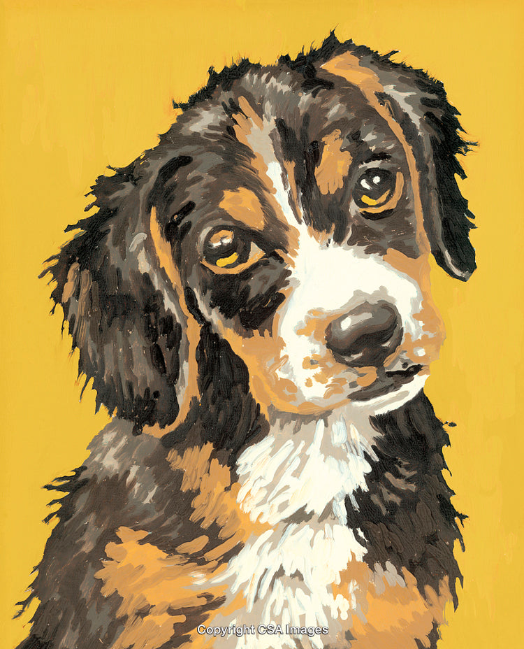Paint by Numbers Portrait of a Bernese Mountain Dog on Yellow Background