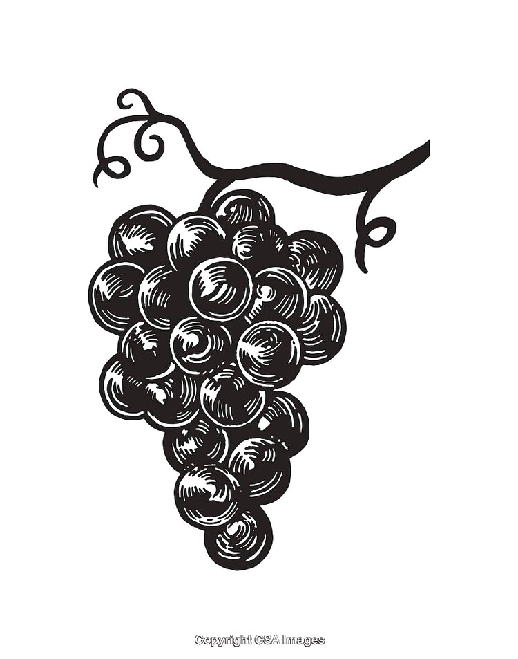 Black and White Line Art of a Grape Cluster with Vine