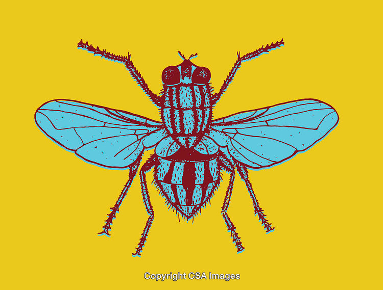 Colorful Line Art Illustration of a Housefly on a Vibrant Yellow Background