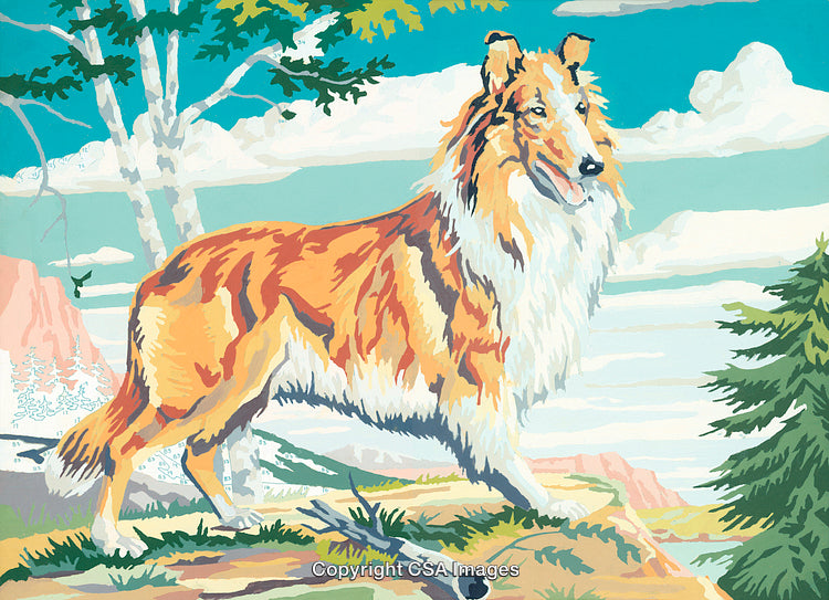 Collie Dog in Scenic Landscape with Paint by Number Style