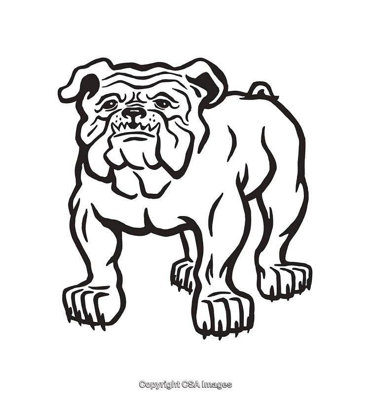 Black and White Line Art Illustration of Bulldog Standing Firmly