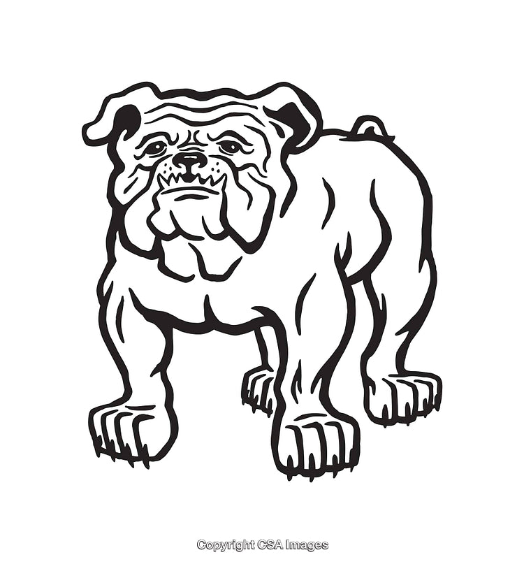 Black and White Line Art Illustration of Bulldog Standing Firmly