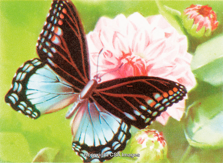 Vibrant Butterfly Resting on a Flower with Bright Green Background