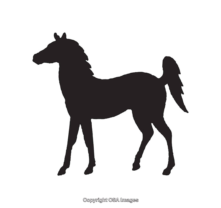Silhouette of a Horse in Black Outline on White Background