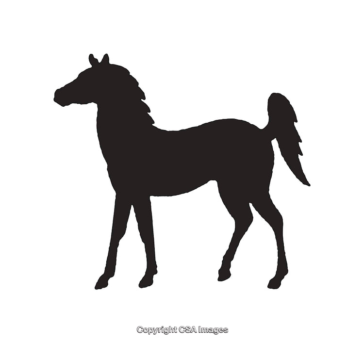 Silhouette of a Horse in Black Outline on White Background