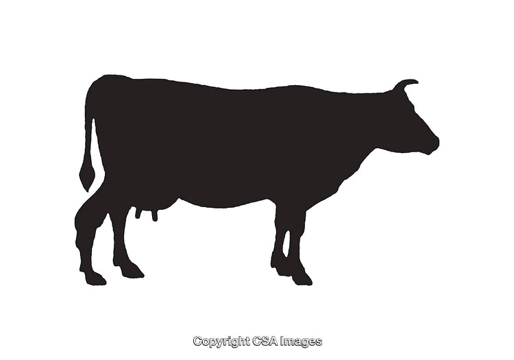 Black Silhouette of a Cow with a White Background