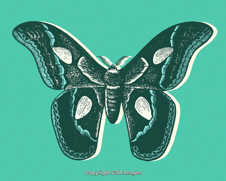 Detailed Illustration of a Moth with Green Background