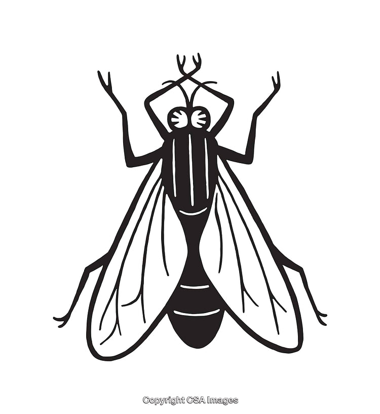 Simple Black and White Illustration of a Fly in Line Art Style