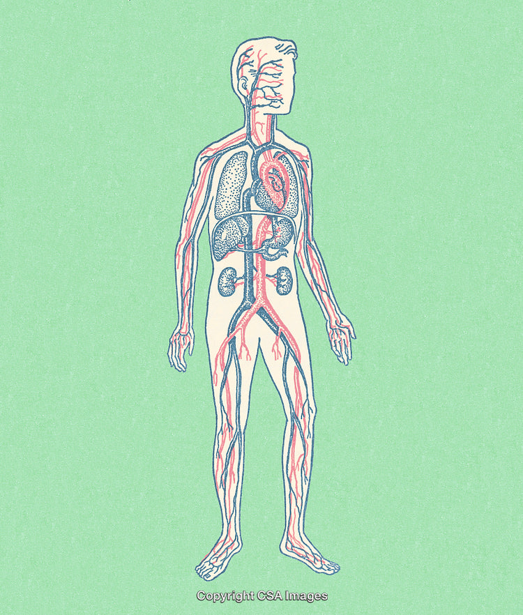 Detailed Illustration of Human Anatomy Displaying Internal Organs and Circulatory System