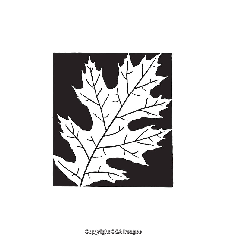 Monochrome Illustration of a Single Maple Leaf on Black Background